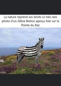 zebre.jpg